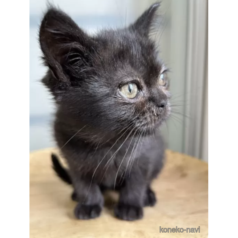 成約済の北海道のミヌエット-122916の2枚目